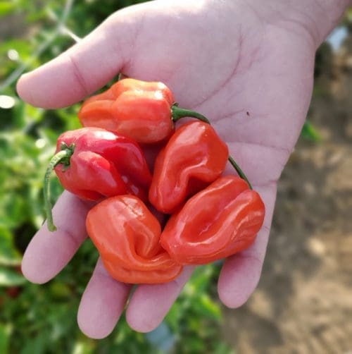  Piment Fort Velociraptor (Habanero) Rouge F1