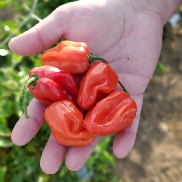 Piment Fort Velociraptor (Habanero) Rouge F1