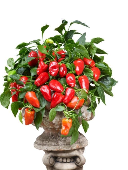  Poivron doux from heaven Rouge F1