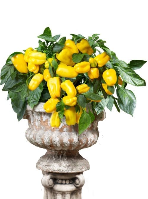  Poivron doux from heaven Jaune F1