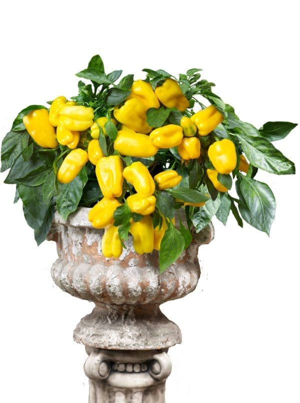 Poivron doux from heaven Jaune F1