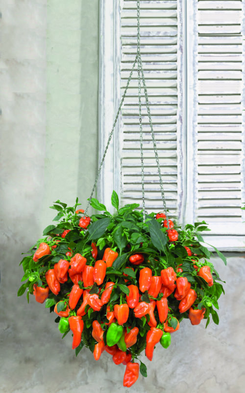  Poivron doux from Heaven Orange F1