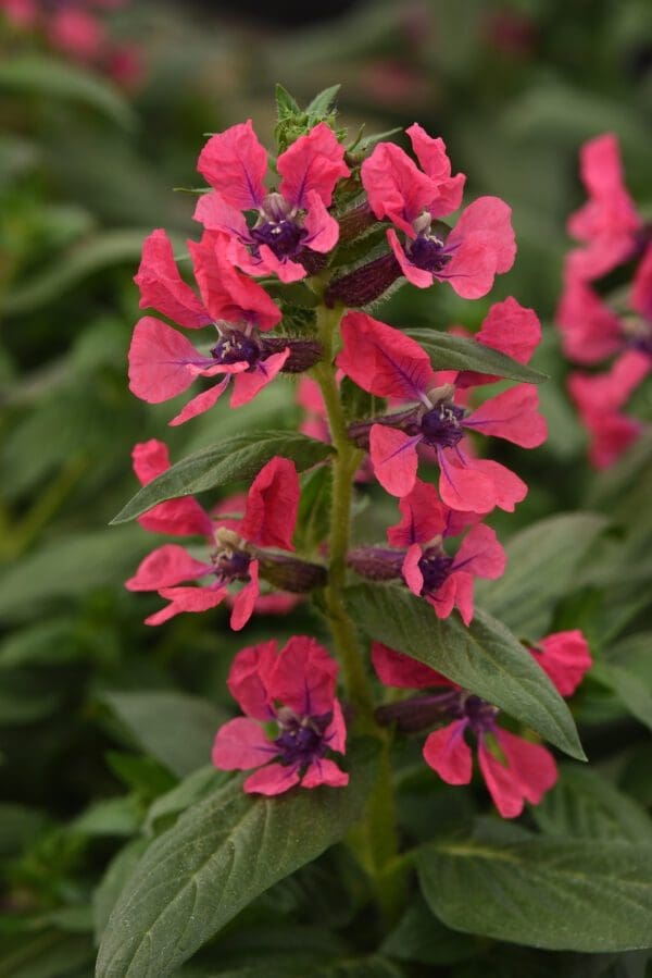Cuphea Sweet Talk™ Deep Pink
