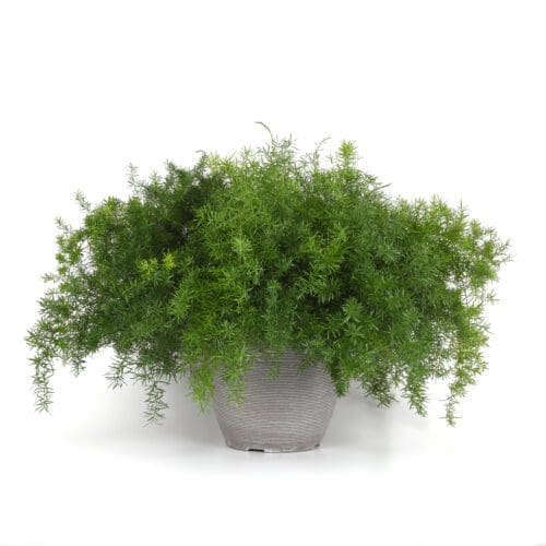  Asparagus FuzzyFern™ Frizz