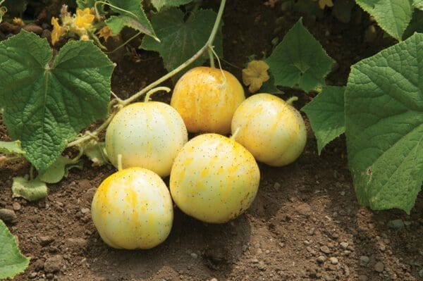 Concombre Lemon