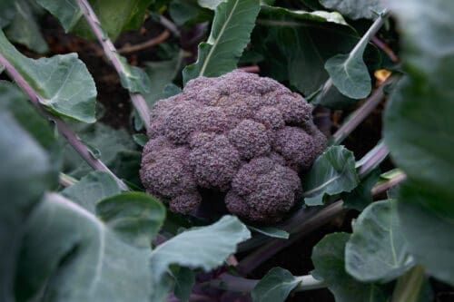  Brocoli Purple Magic F1