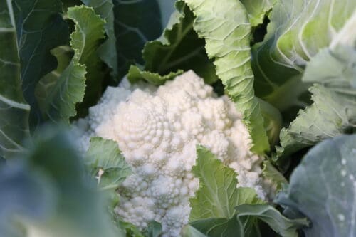  Chou-fleur Romanesco blanc Whitaker F1