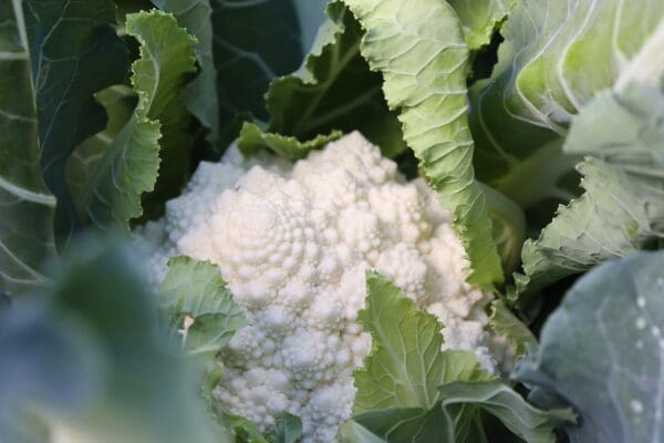 Chou-fleur Romanesco blanc Whitaker F1