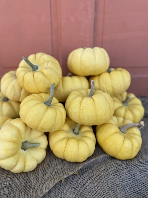  Citrouille Sunshine jaune F1