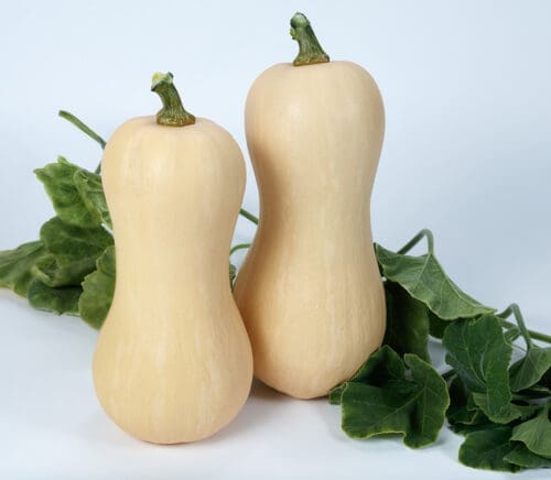  Courge Ceres F1
