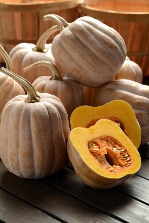  Courge Autumn Frost F1