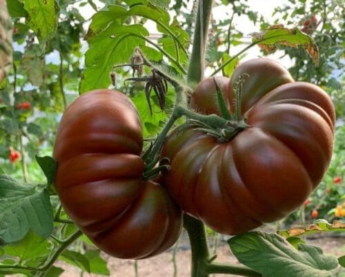  Tomate Cappuccino brun chocolat F1