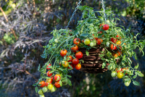  Tomate Cherry Blast F1