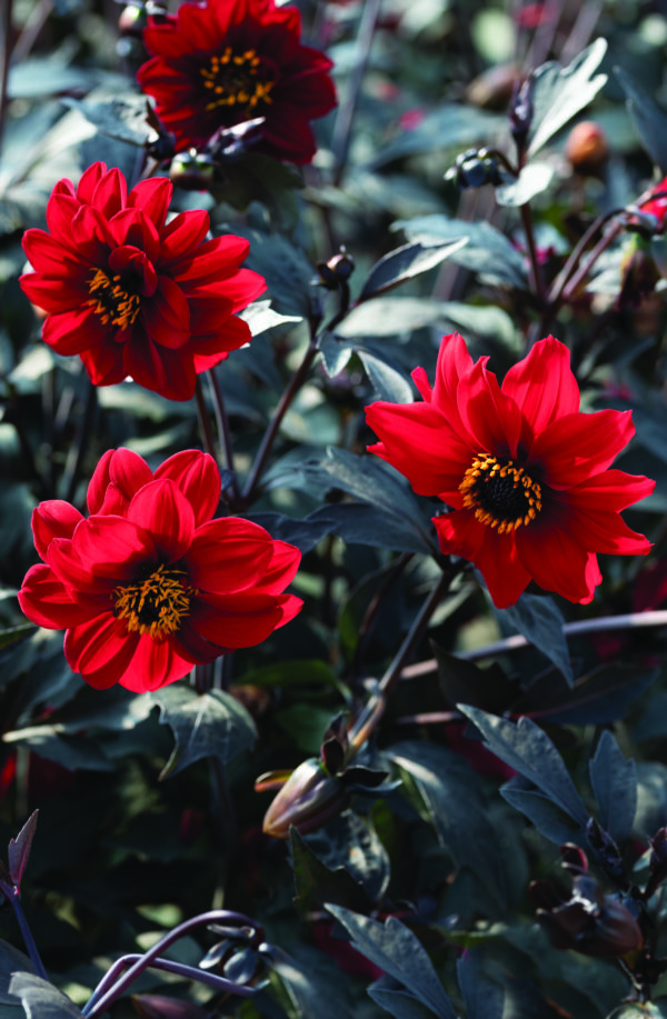 Dahlia Black Forest™ Ruby – Image 2