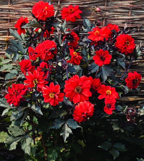 Dahlia Black Forest™ Ruby – Image 3