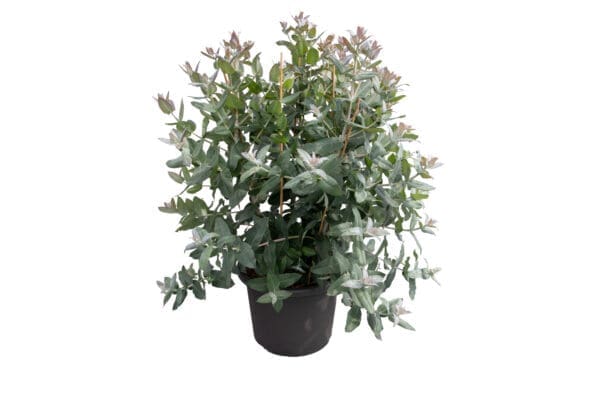Eucalyptus Styx