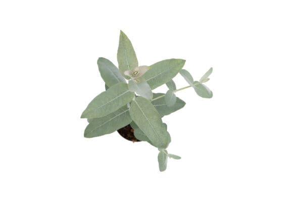 Eucalyptus Styx – Image 2