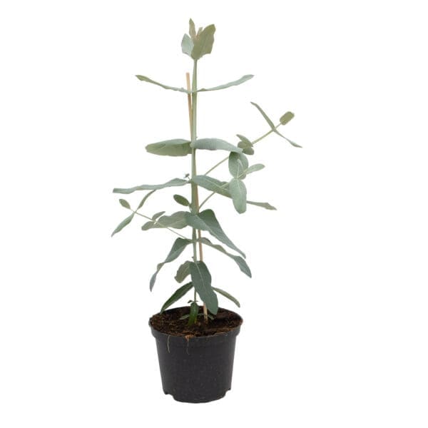 Eucalyptus Styx – Image 3