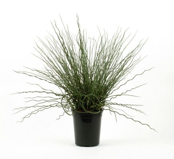 Juncus Twisted Arrow Fuseables