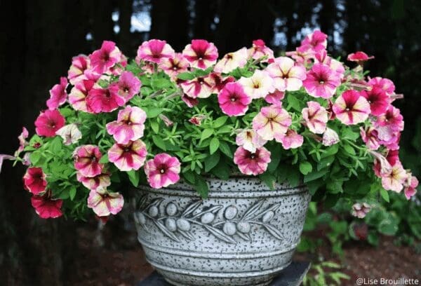 Pétunia Shake™ Raspberry F1 – Image 2