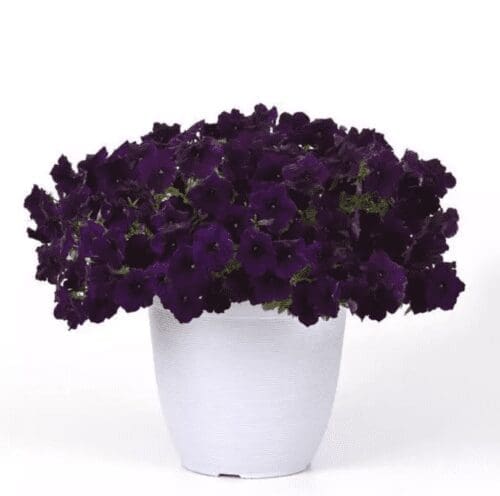  Pétunia Easy Wave® Navy Velour F1