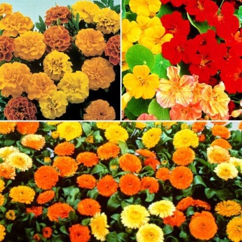  Fleurs de Compagnonnage