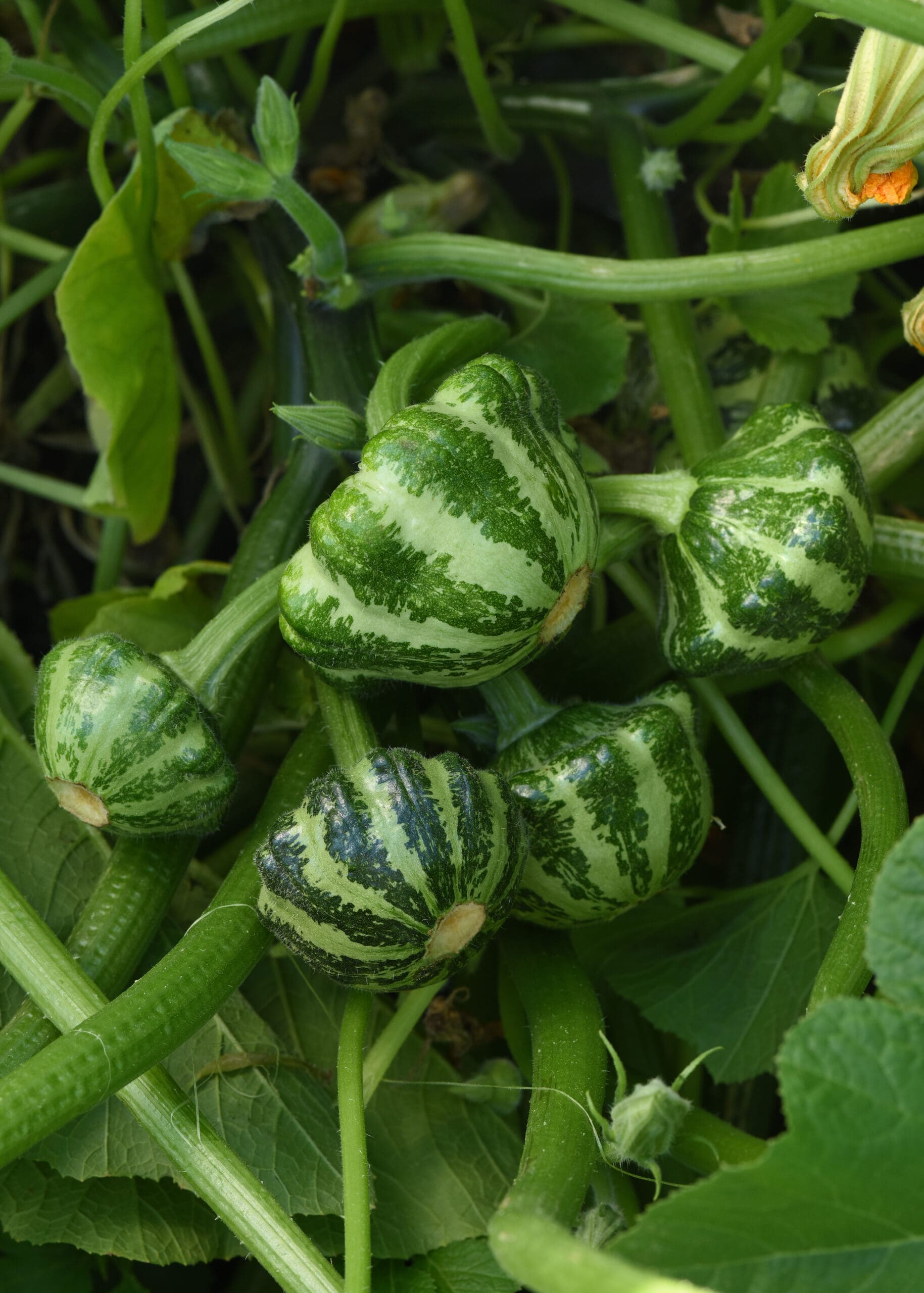 Courge Green Lightning F1 – Image 2