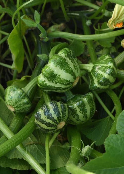  Courge Green Lightning F1