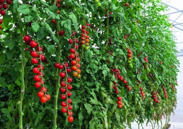 Tomate Tonatico F1