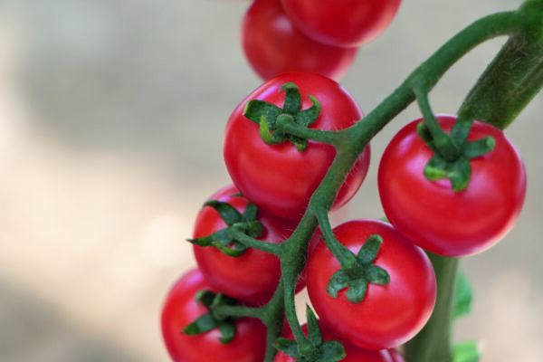 Tomate Tonatico F1 – Image 2