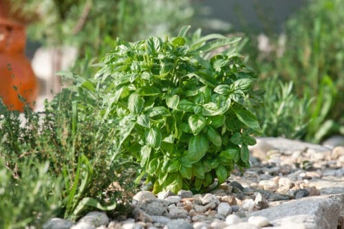  Basilic Piedmont (Genovese)