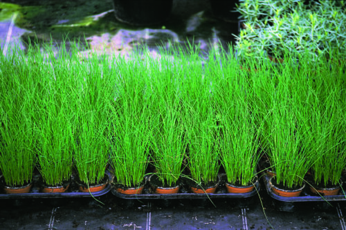  Ciboulette Polystar