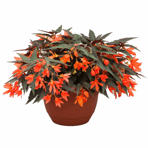  Bégonia Bossa Nova™ Night Fever Papaya F1