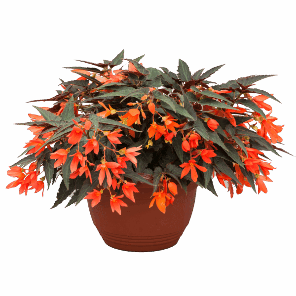 Bégonia Bossa Nova™ Night Fever Papaya F1
