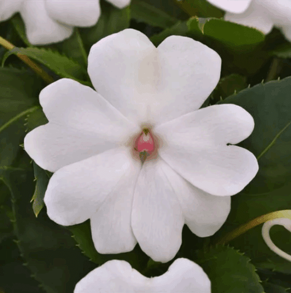 Impatiens Solarscape® White Pearl F1 – Image 2