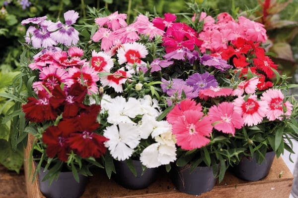 Dianthus Diana Mélange F1