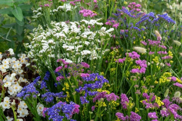 Limonium Hipster™ Mélange – Image 2