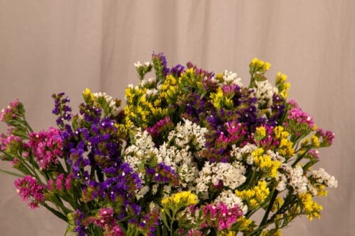  Limonium Hipster™ Mélange