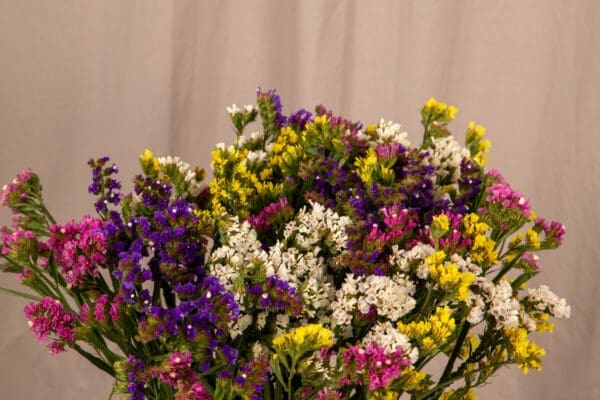 Limonium Hipster™ Mélange