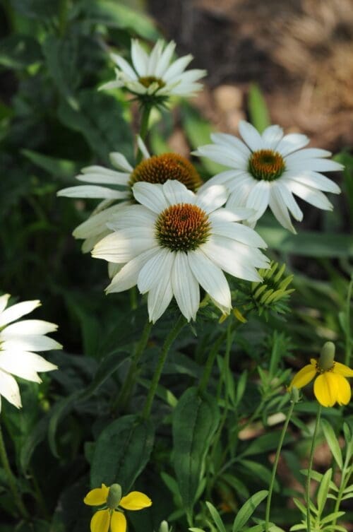  Échinacée PowWow® White
