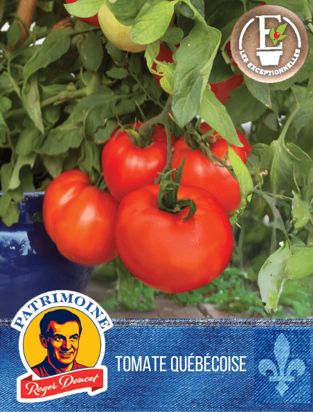  Tomate SuperBec